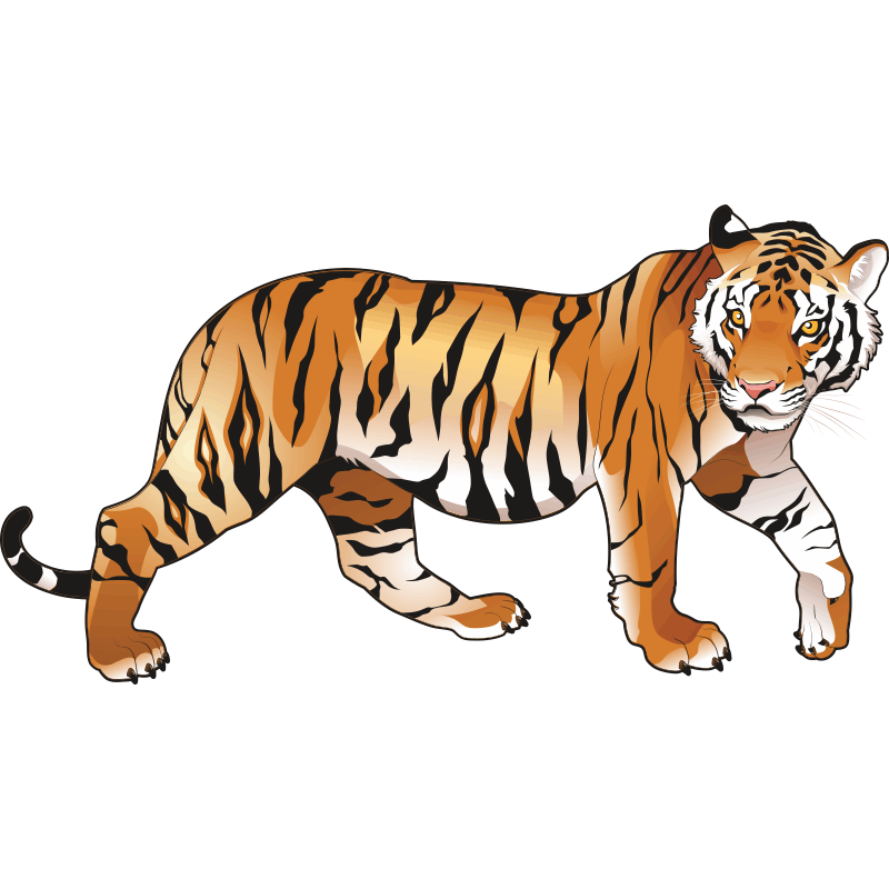 gambar harimau bergerak timeefira8